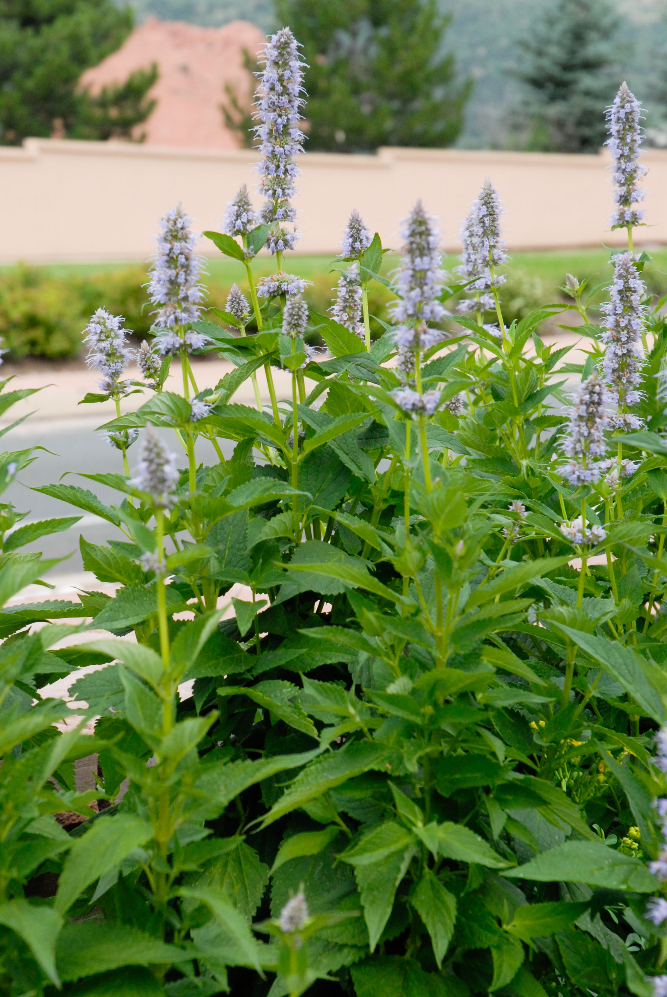 Blue Fortune Hyssop